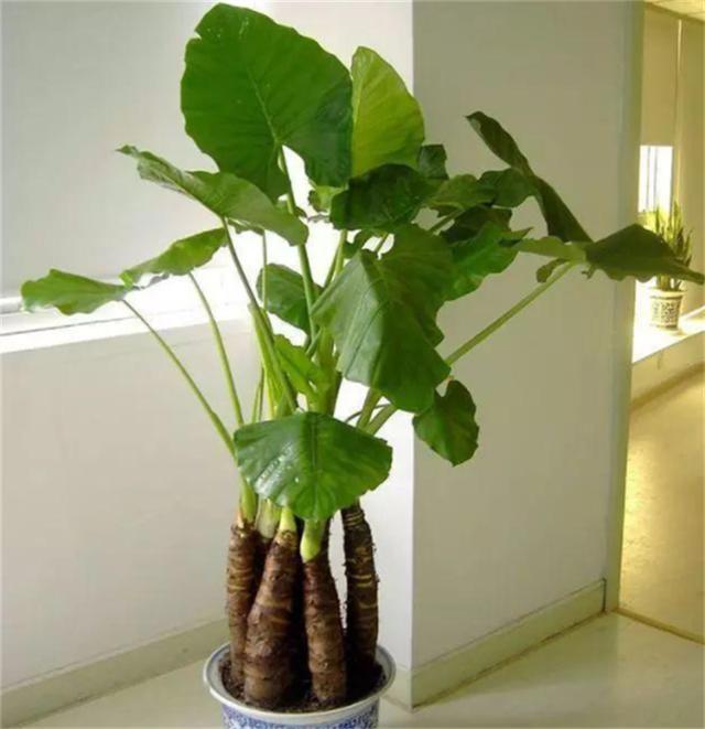 净化空气的室内植物_室内种植空气植物_净化室内空气的植物大全