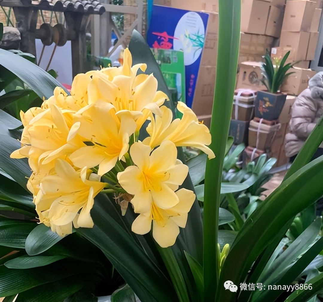 猫能放在笼子里养吗_茶花赤丹好养吗_家里为什么不能养茶花