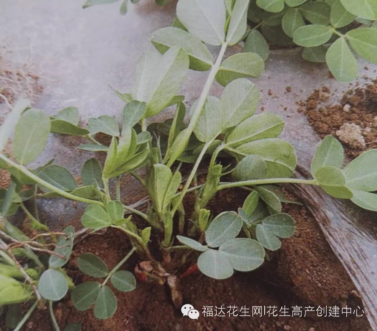山芋 山芋花 有关系吗_山芋花特点_山芋花
