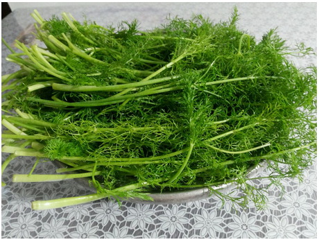 茴香素馅包子都放啥_素茴香馅包子_茴香豆腐馅包子