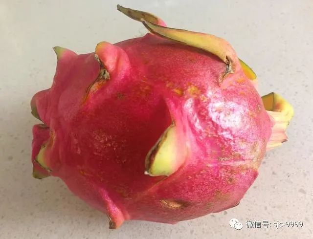 火龙果保存_木质龙葵果怎样保存_黑瞎子果怎么保存