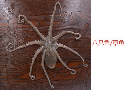 鱿鱼须图片_烤鱿鱼图片_轰炸大鱿鱼图片